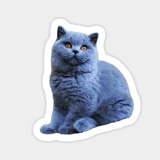 British Shorthair Cat Cute Blue Kitten Art Sticker